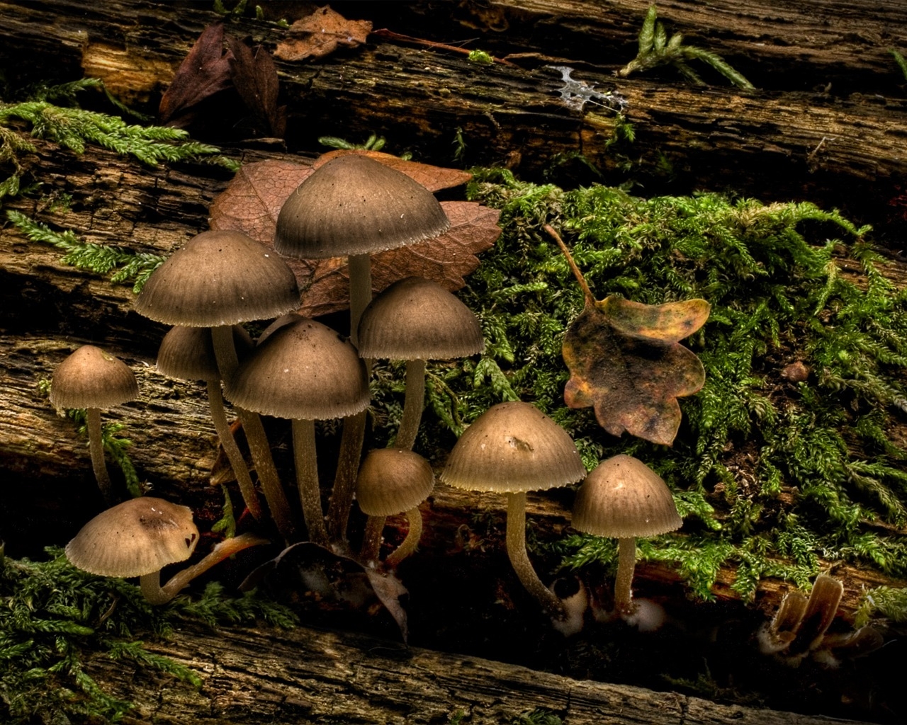 Mushrooms for 1280 x 1024 resolution