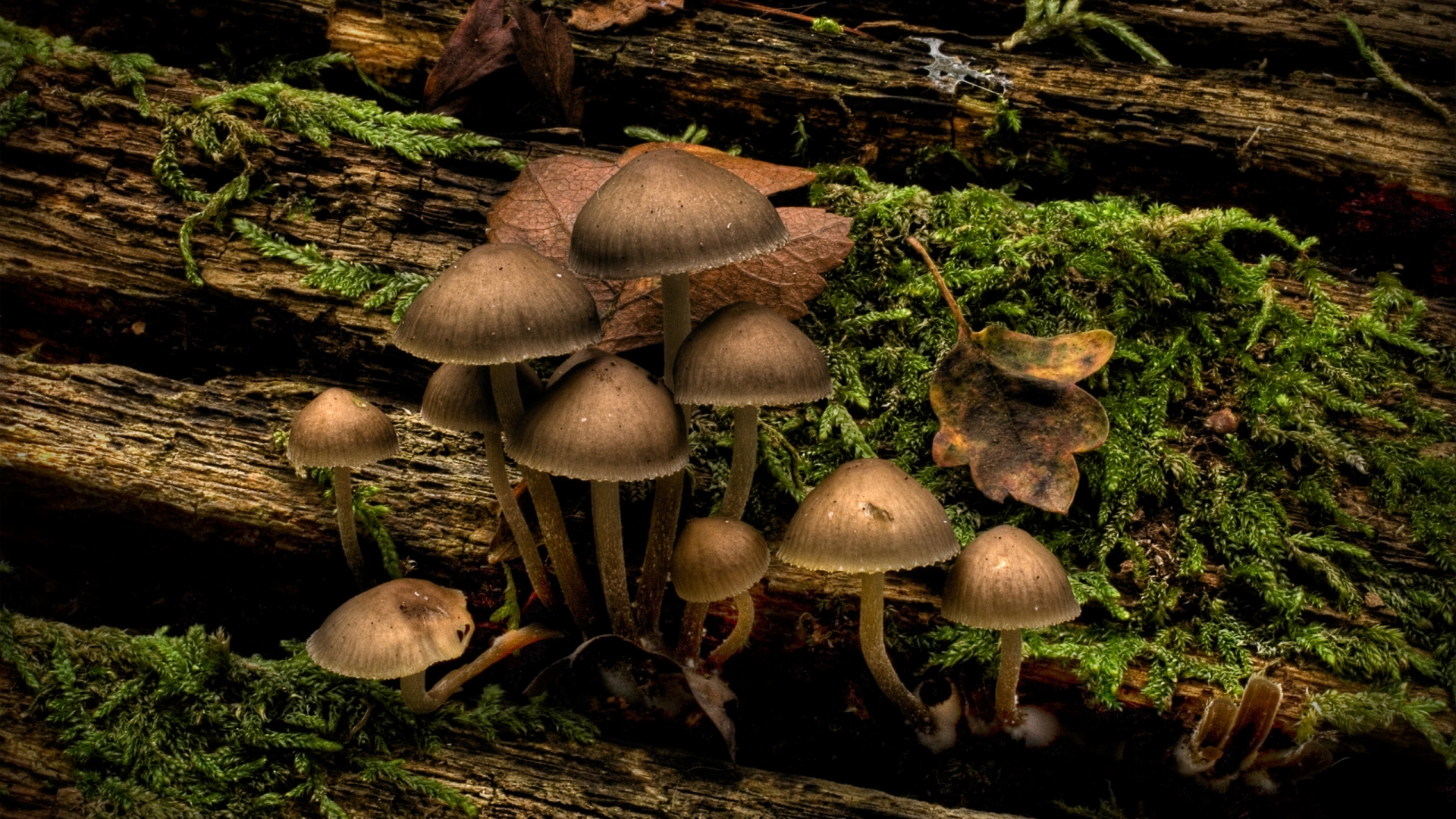 Mushrooms for 1920 x 1080 HDTV 1080p resolution