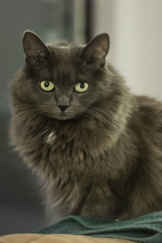Nebelung Cat for 320 x 480 iPhone resolution