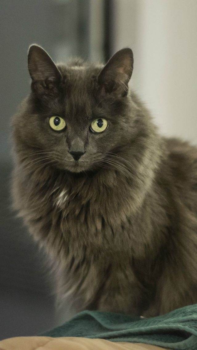 Nebelung Cat for 640 x 1136 iPhone 5 resolution