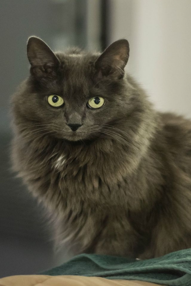Nebelung Cat for 640 x 960 iPhone 4 resolution