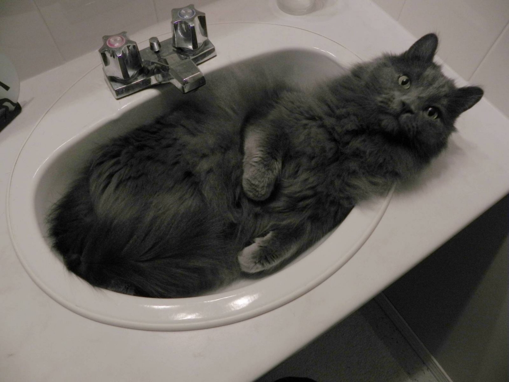 Nebelung Cat in Sink for 1024 x 768 resolution