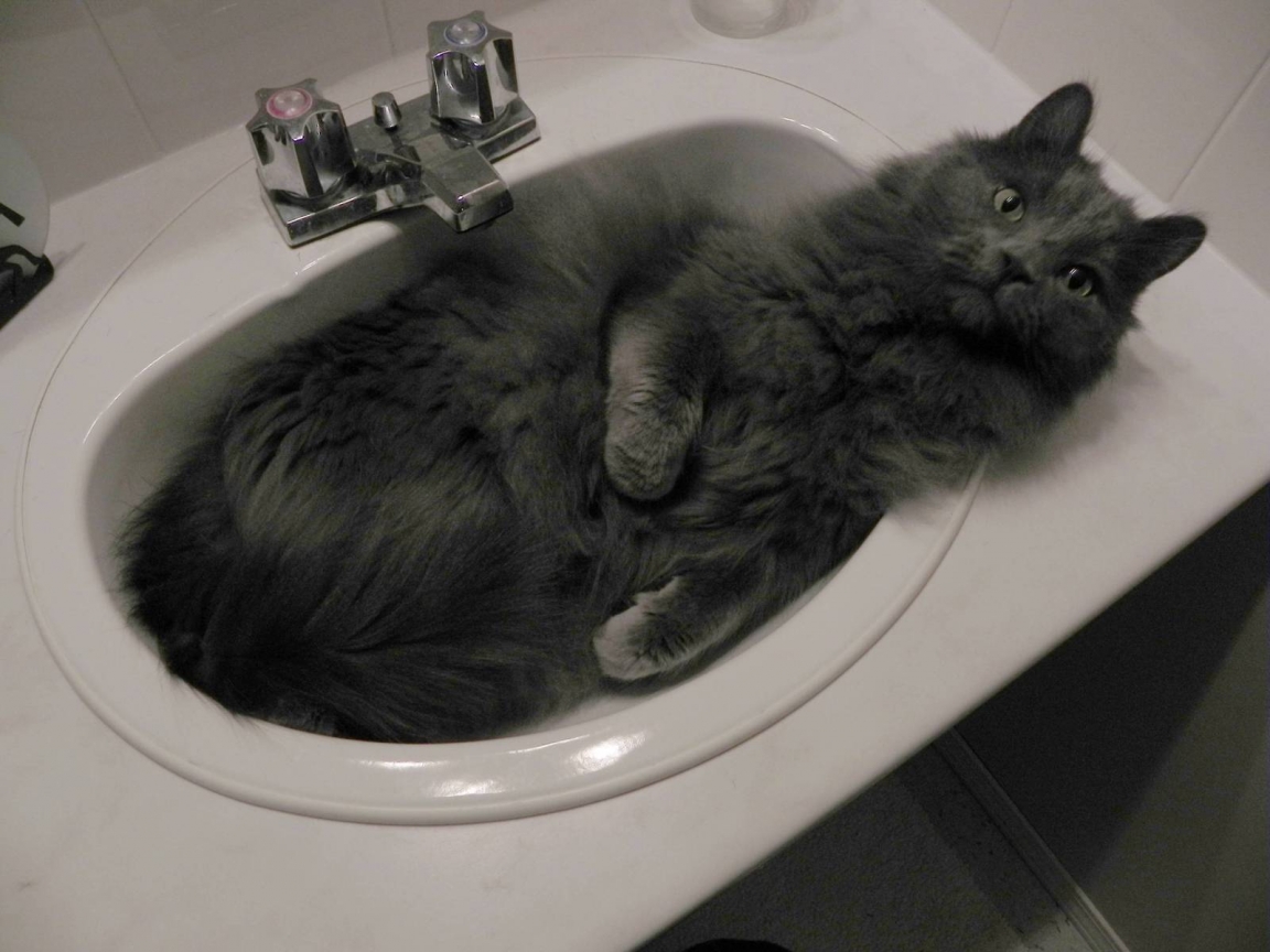Nebelung Cat in Sink for 1152 x 864 resolution