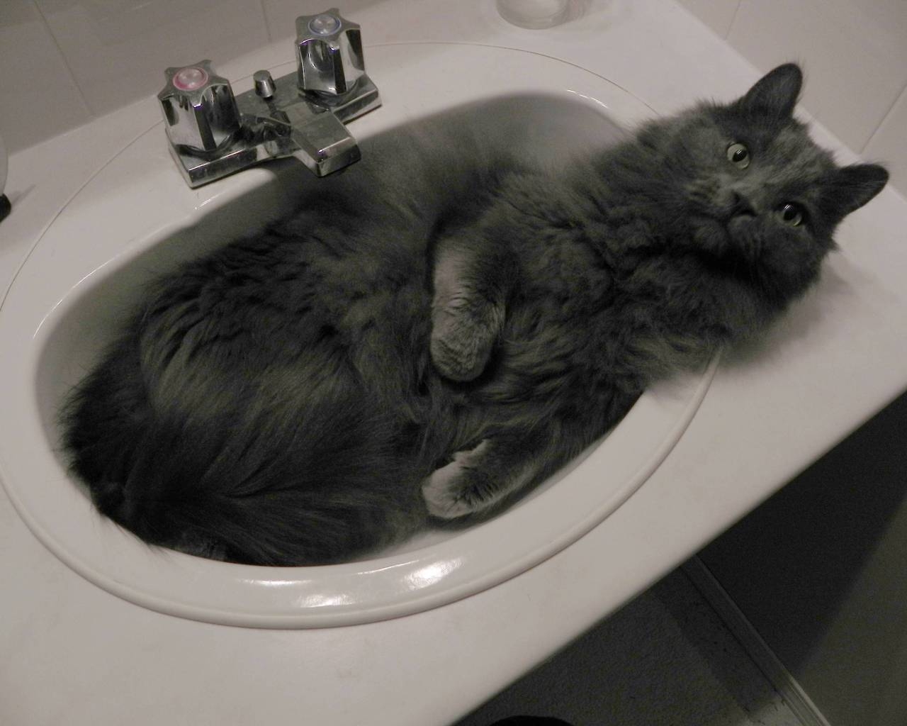 Nebelung Cat in Sink for 1280 x 1024 resolution
