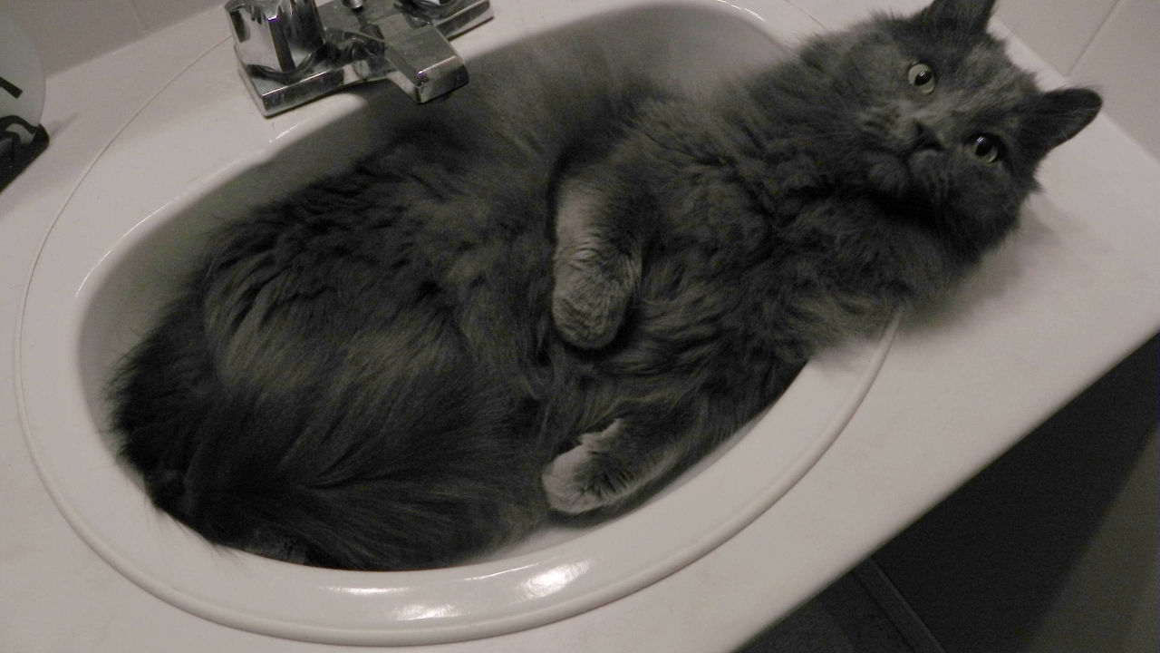 Nebelung Cat in Sink for 1280 x 720 HDTV 720p resolution