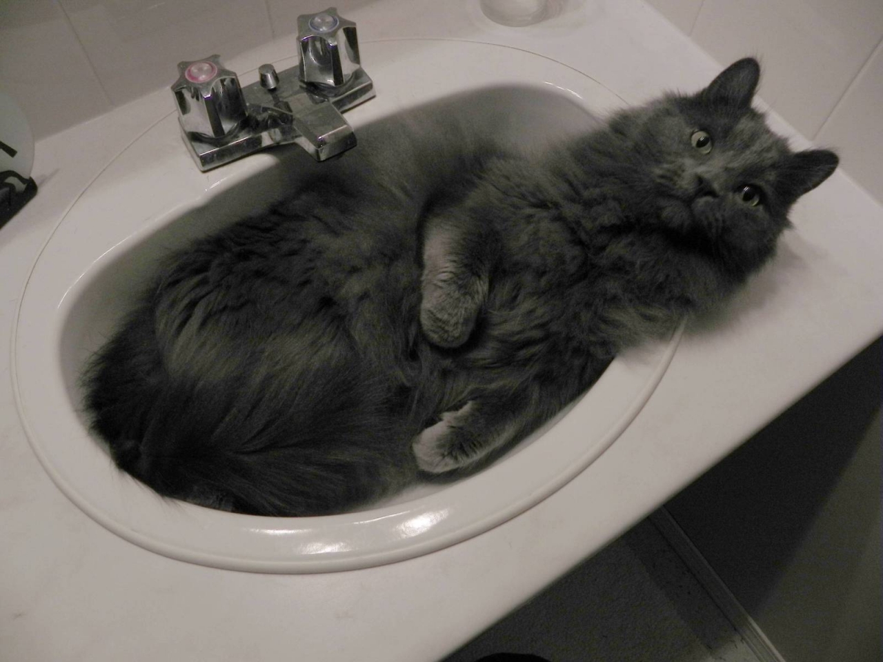 Nebelung Cat in Sink for 1280 x 960 resolution
