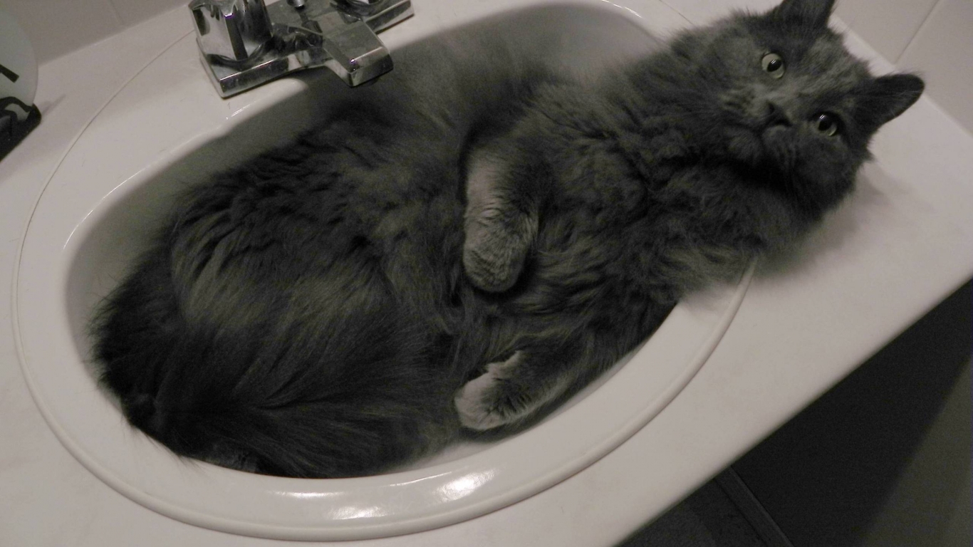 Nebelung Cat in Sink for 1366 x 768 HDTV resolution