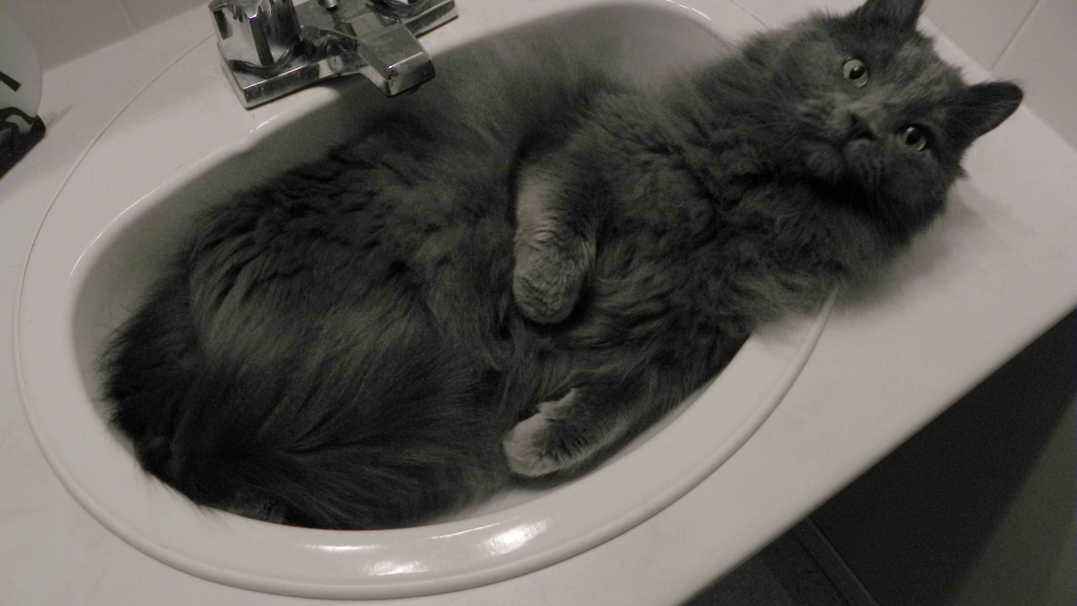 Nebelung Cat in Sink for 1536 x 864 HDTV resolution