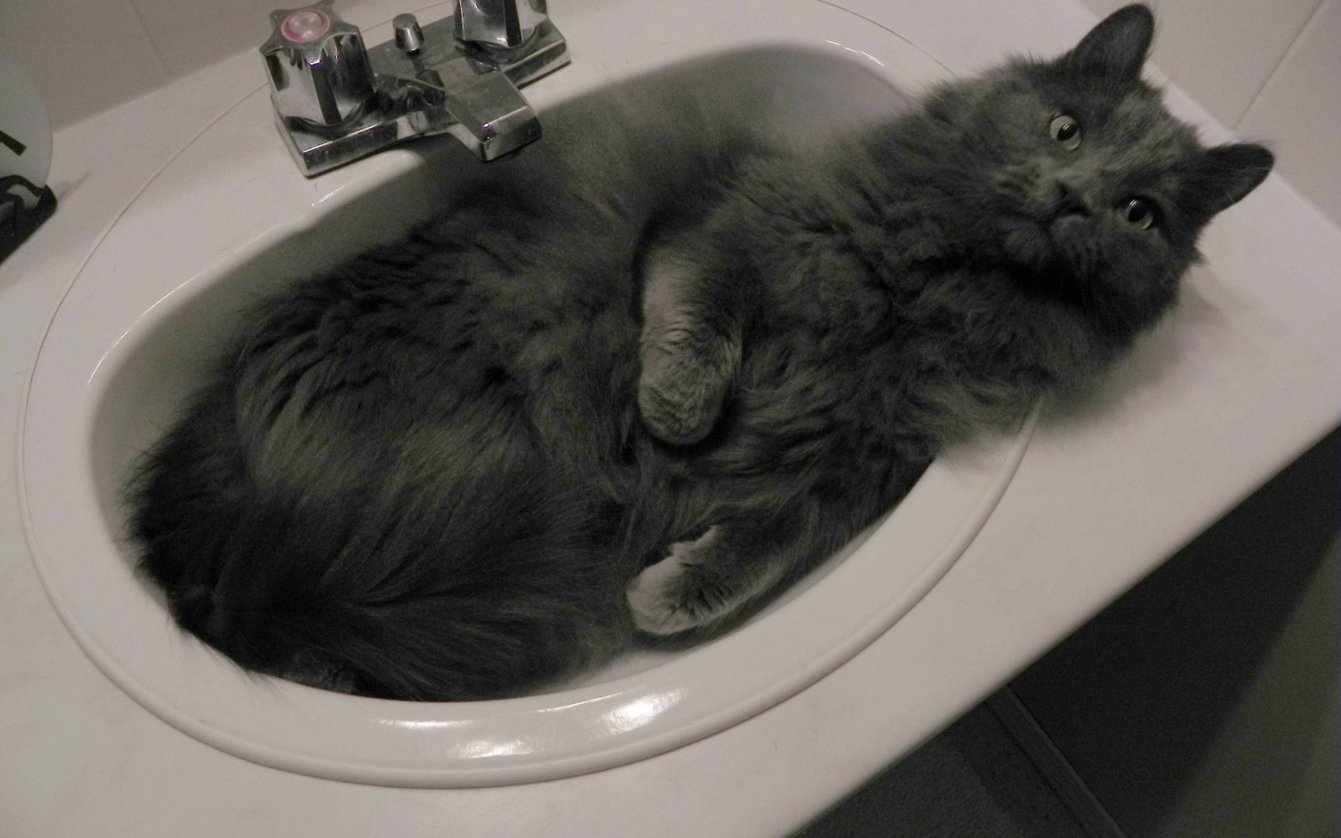 Nebelung Cat in Sink for 1920 x 1200 widescreen resolution