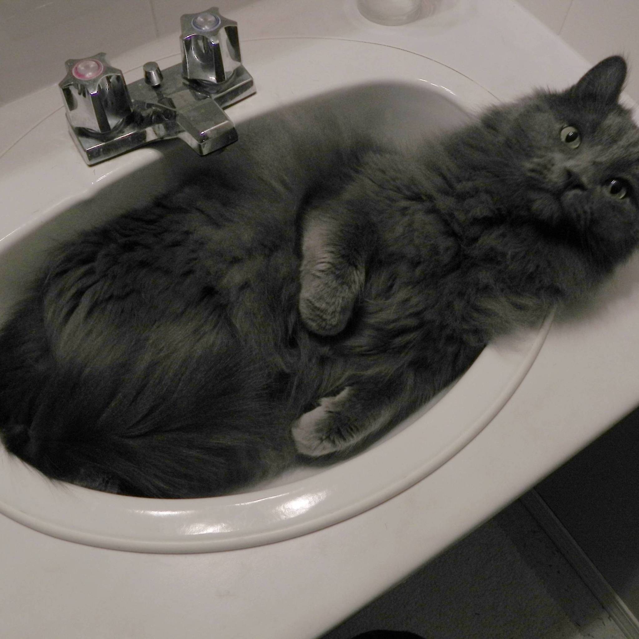 Nebelung Cat in Sink for 2048 x 2048 New iPad resolution