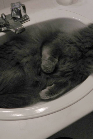 Nebelung Cat in Sink for 320 x 480 iPhone resolution