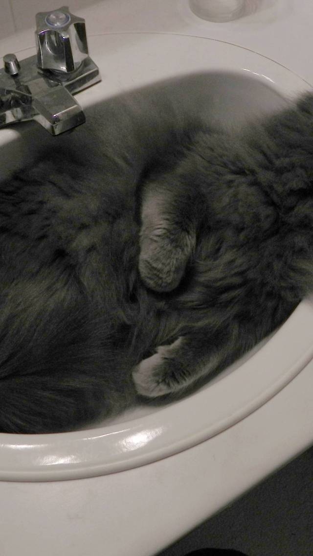 Nebelung Cat in Sink for 640 x 1136 iPhone 5 resolution