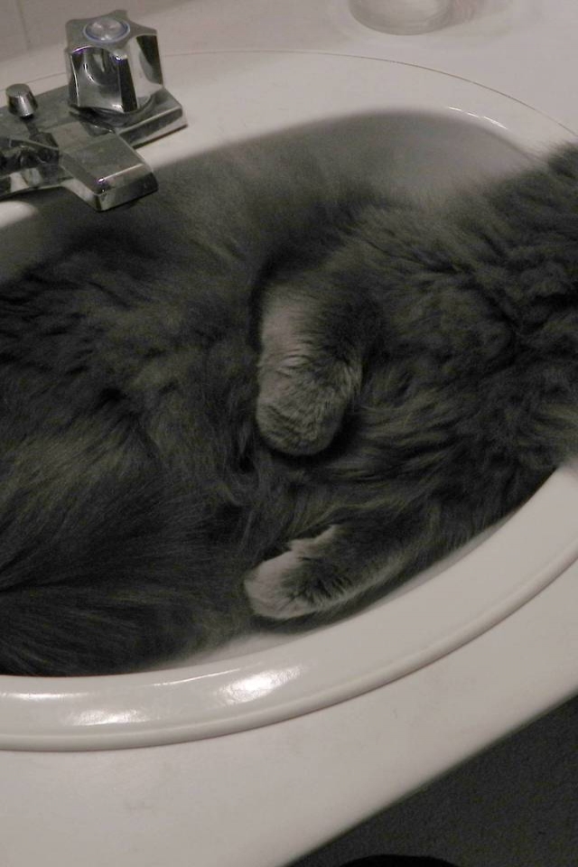 Nebelung Cat in Sink for 640 x 960 iPhone 4 resolution