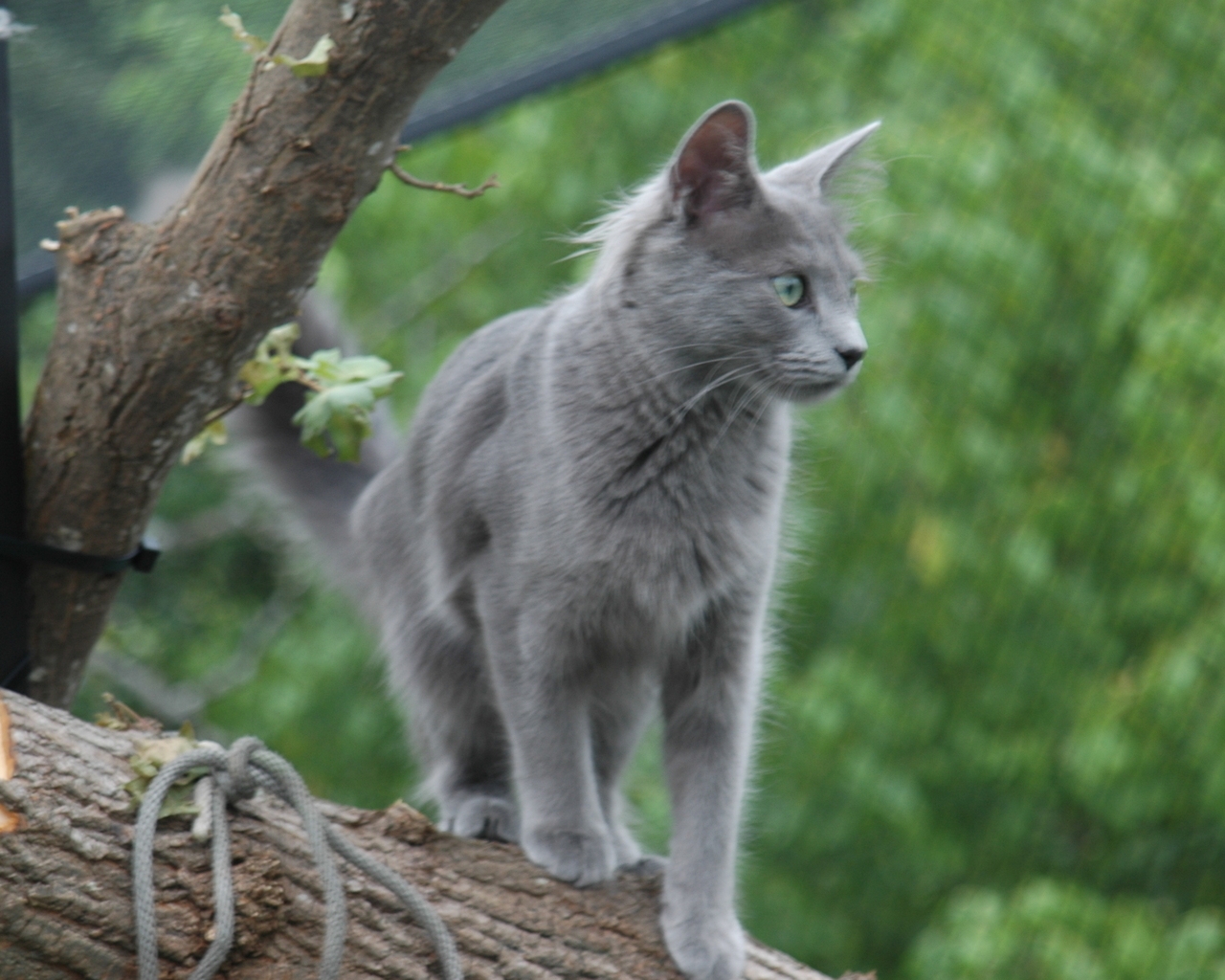 Nebelung Cat on Stump for 1280 x 1024 resolution