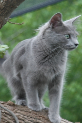 Nebelung Cat on Stump for 320 x 480 iPhone resolution