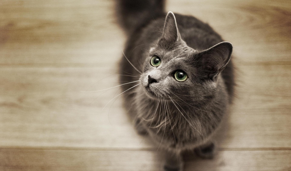 Nebelung Cat on the Floor for 1024 x 600 widescreen resolution
