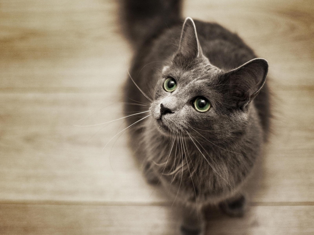 Nebelung Cat on the Floor for 1024 x 768 resolution