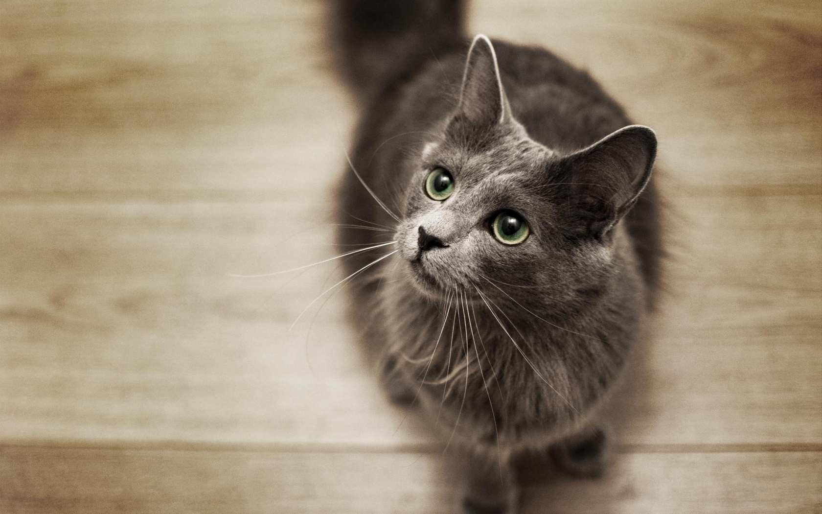 Nebelung Cat on the Floor for 1680 x 1050 widescreen resolution