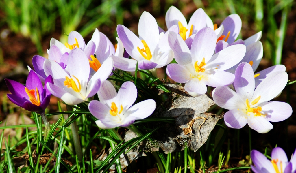 New Spring Flowers for 1024 x 600 widescreen resolution
