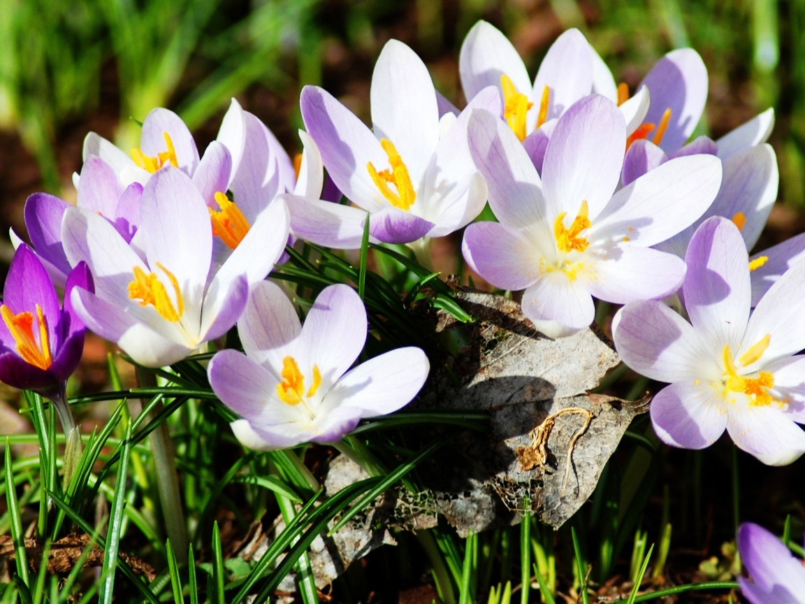 New Spring Flowers for 1152 x 864 resolution