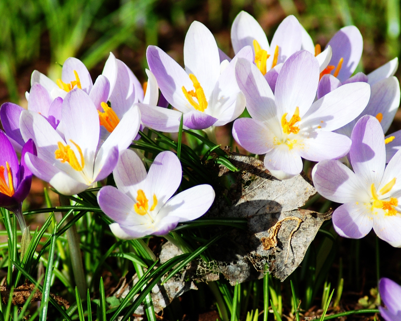 New Spring Flowers for 1280 x 1024 resolution