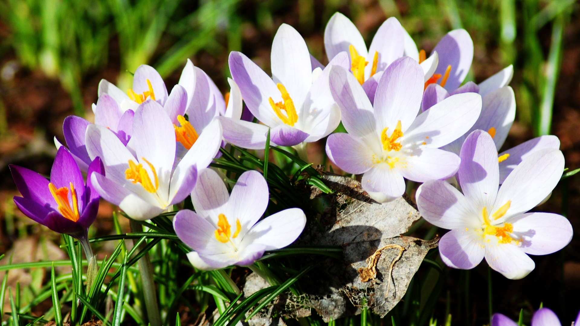 New Spring Flowers for 1920 x 1080 HDTV 1080p resolution