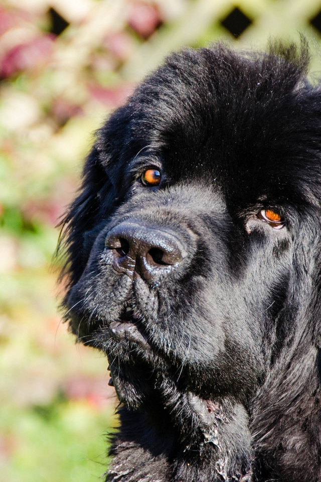 Newfoundland Dog for 640 x 960 iPhone 4 resolution