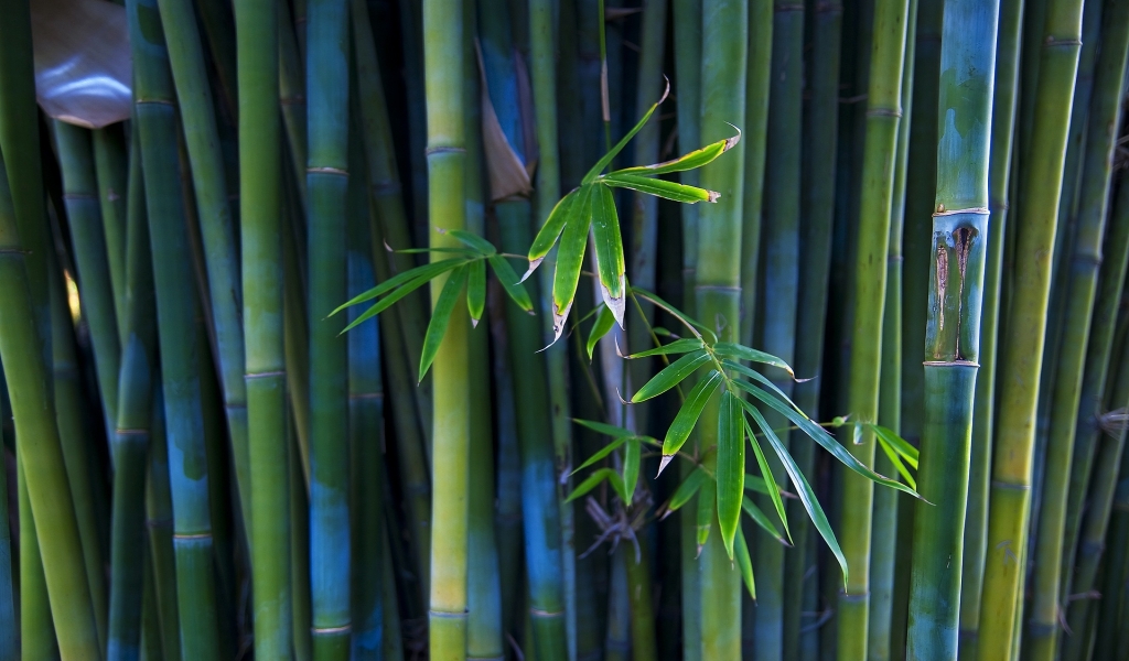 Nice Bamboo Plant for 1024 x 600 widescreen resolution