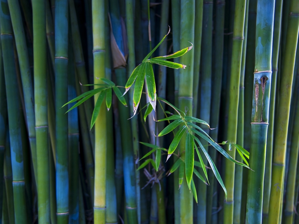 Nice Bamboo Plant for 1024 x 768 resolution