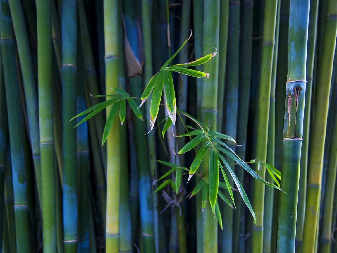 Nice Bamboo Plant for 1152 x 864 resolution