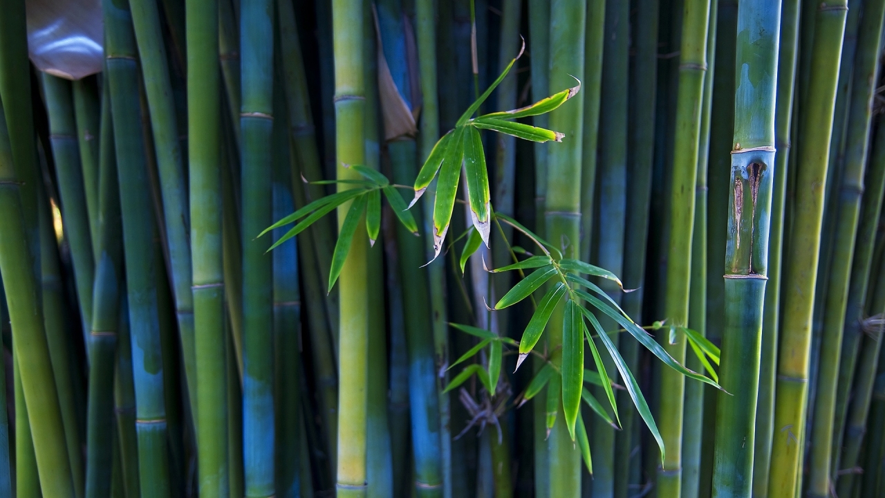 Nice Bamboo Plant for 1280 x 720 HDTV 720p resolution
