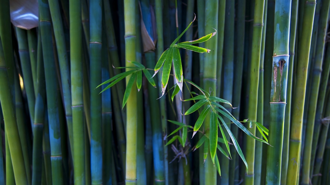 Nice Bamboo Plant for 1366 x 768 HDTV resolution
