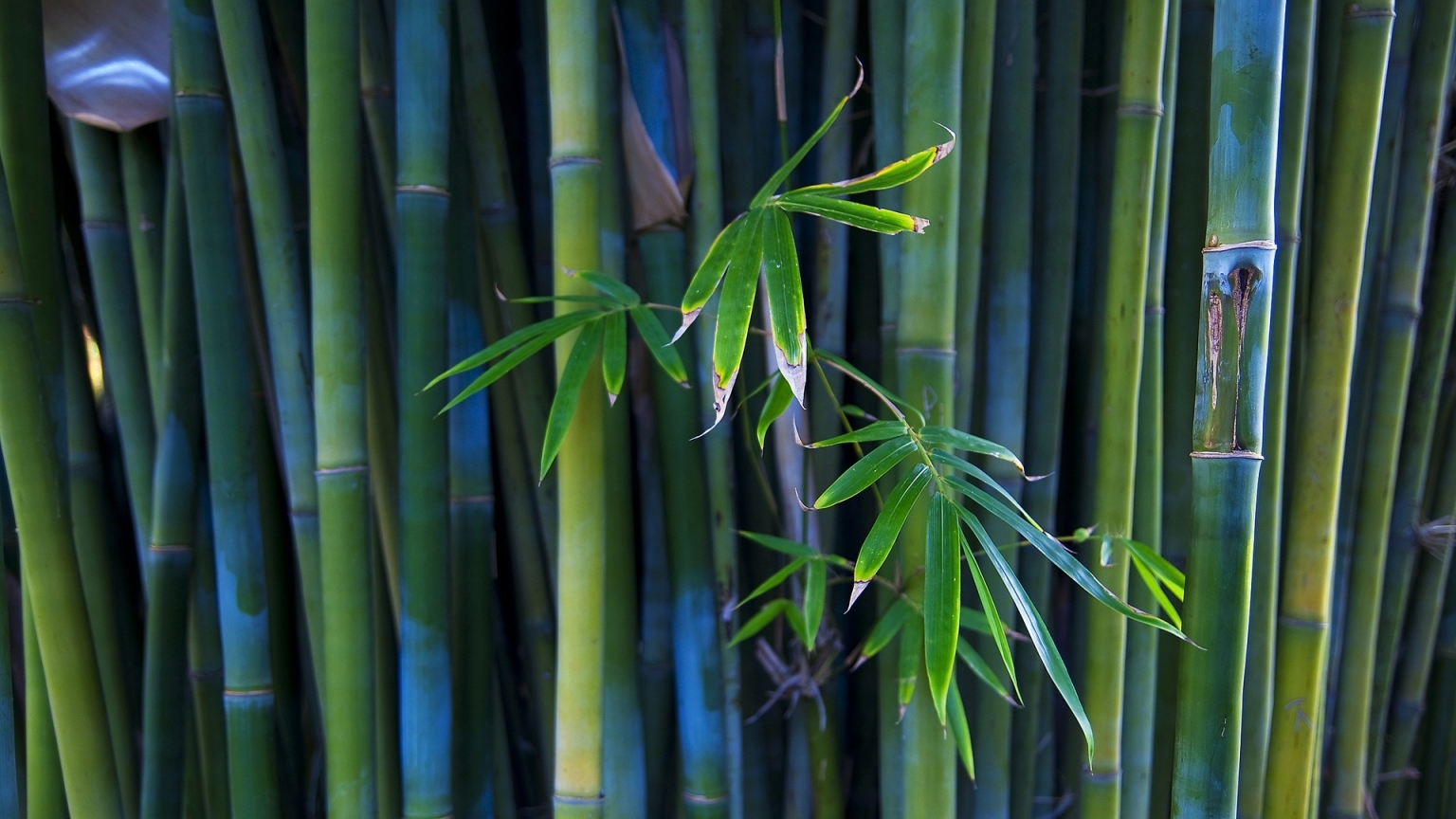 Nice Bamboo Plant for 1536 x 864 HDTV resolution