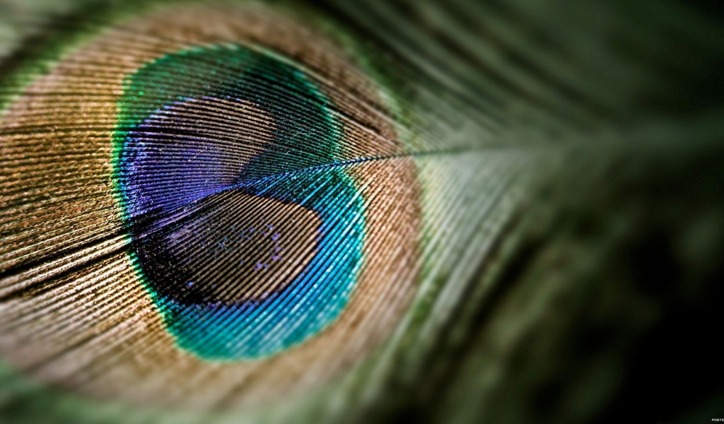 Nice Peacock Tail for 1024 x 600 widescreen resolution