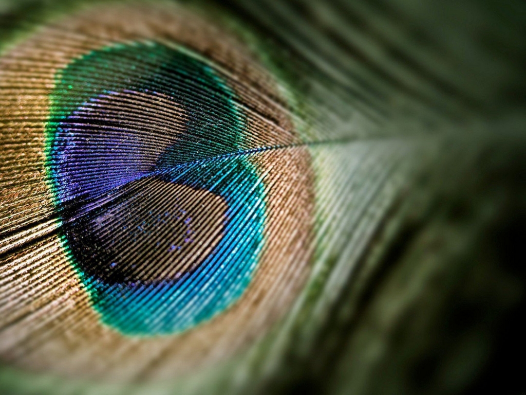 Nice Peacock Tail for 1024 x 768 resolution