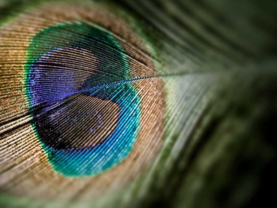 Nice Peacock Tail for 1152 x 864 resolution