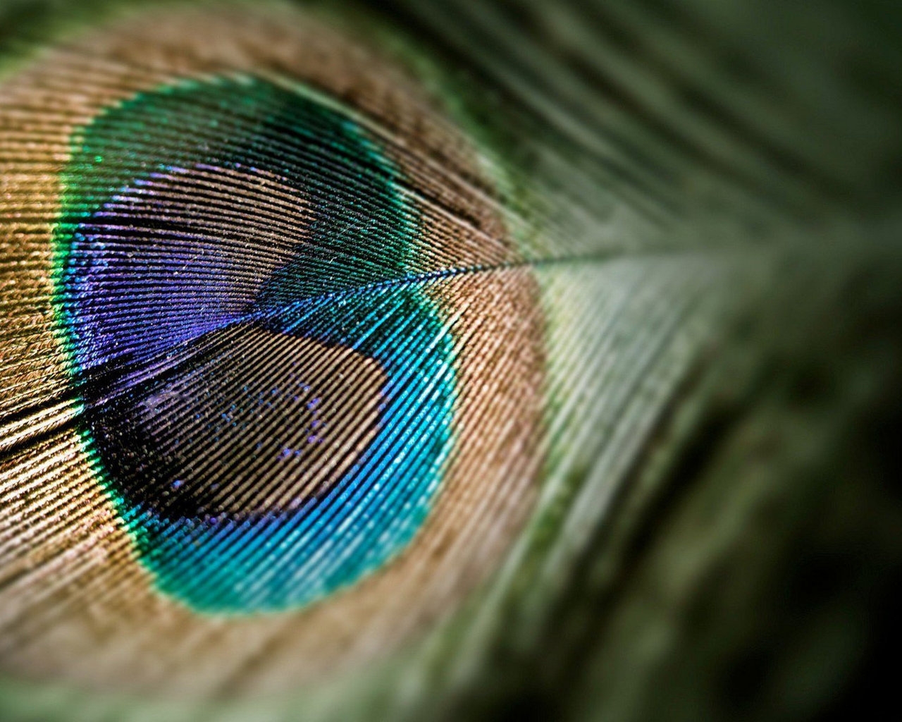 Nice Peacock Tail for 1280 x 1024 resolution