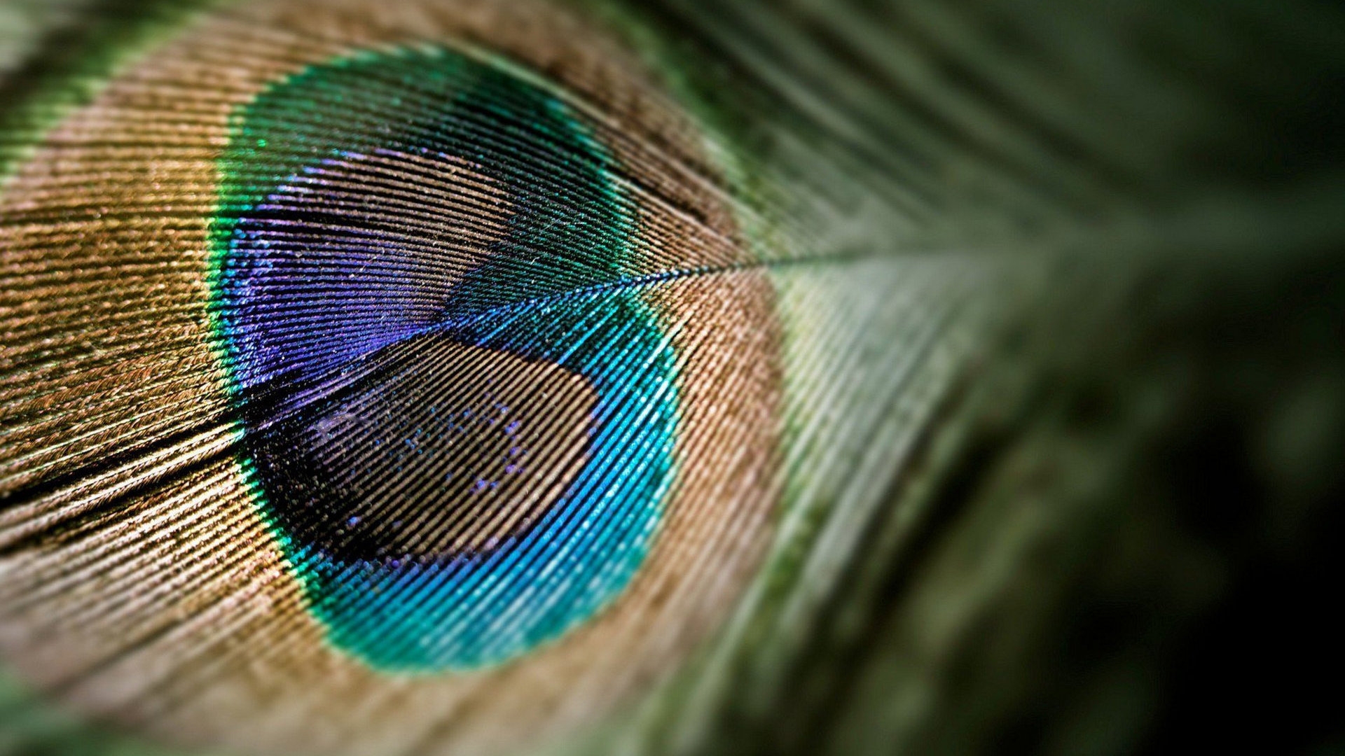Nice Peacock Tail for 1920 x 1080 HDTV 1080p resolution