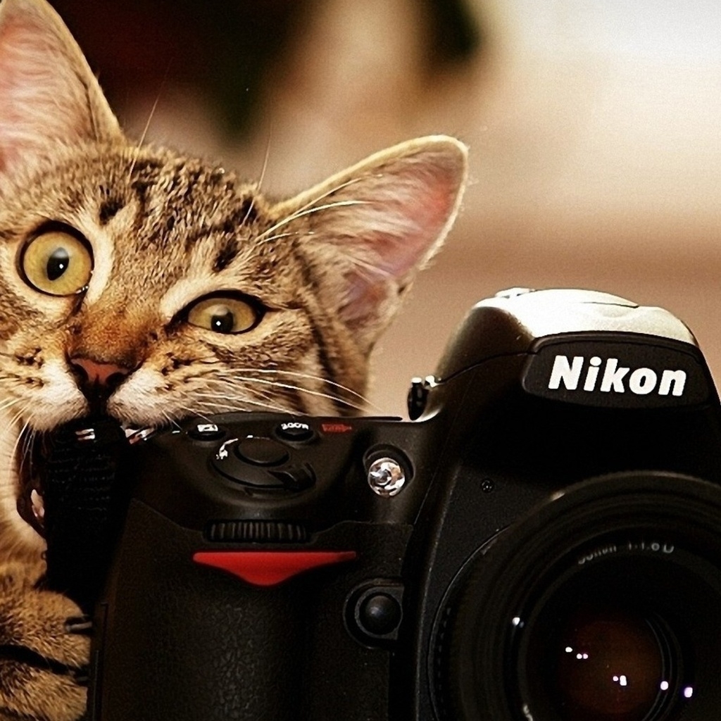 Nikon Cat for 1024 x 1024 iPad resolution