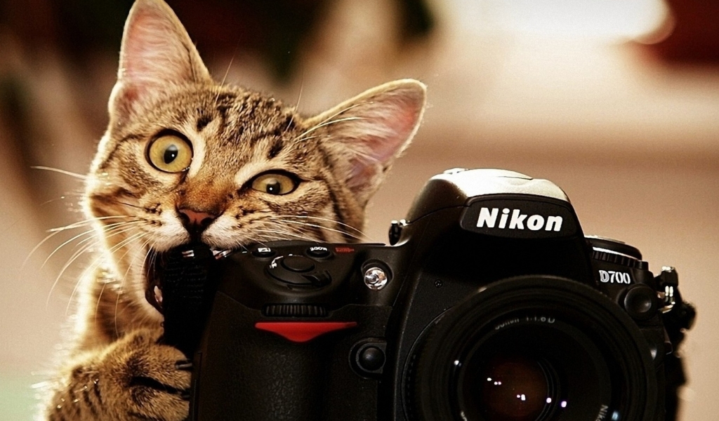 Nikon Cat for 1024 x 600 widescreen resolution