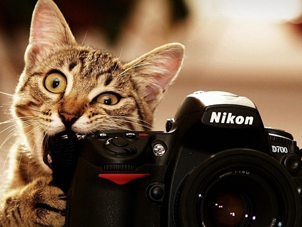 Nikon Cat for 1024 x 768 resolution