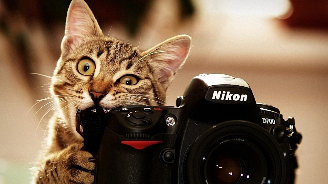 Nikon Cat for 1280 x 720 HDTV 720p resolution