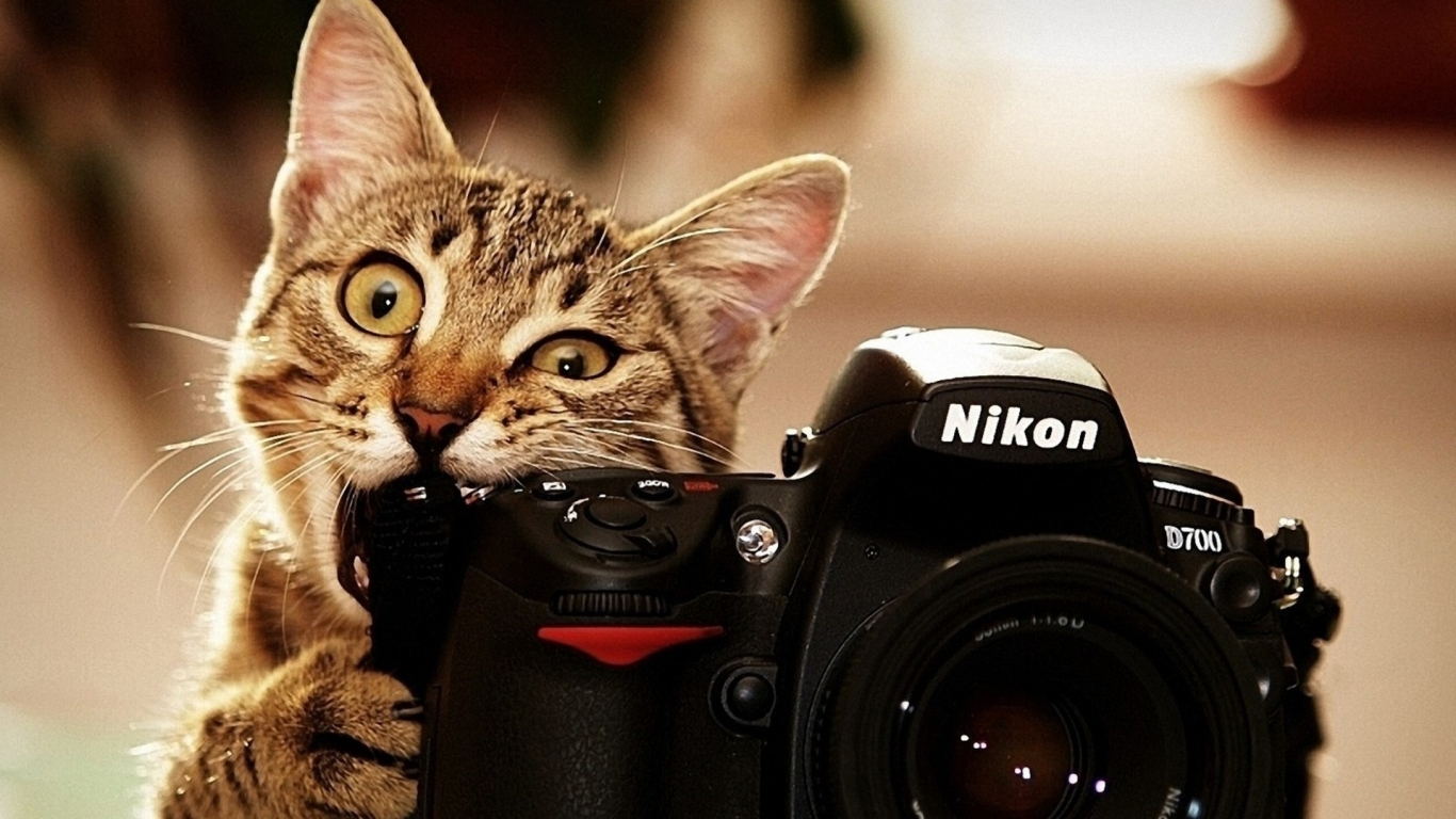 Nikon Cat for 1366 x 768 HDTV resolution