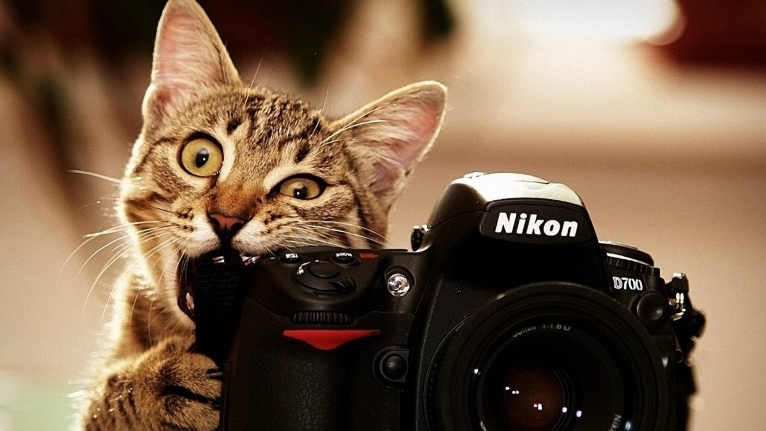 Nikon Cat for 1536 x 864 HDTV resolution