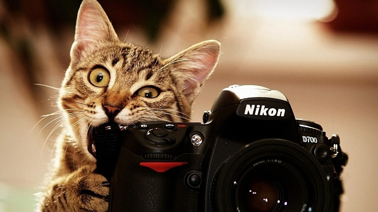 Nikon Cat for 1600 x 900 HDTV resolution