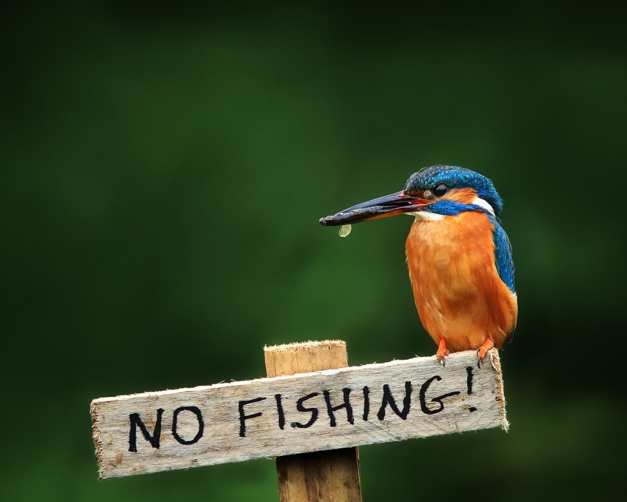 No Fishing for 1280 x 1024 resolution