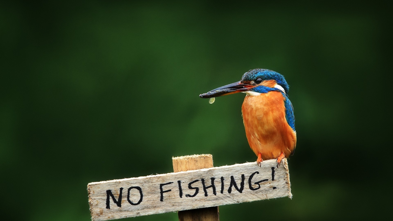 No Fishing for 1280 x 720 HDTV 720p resolution