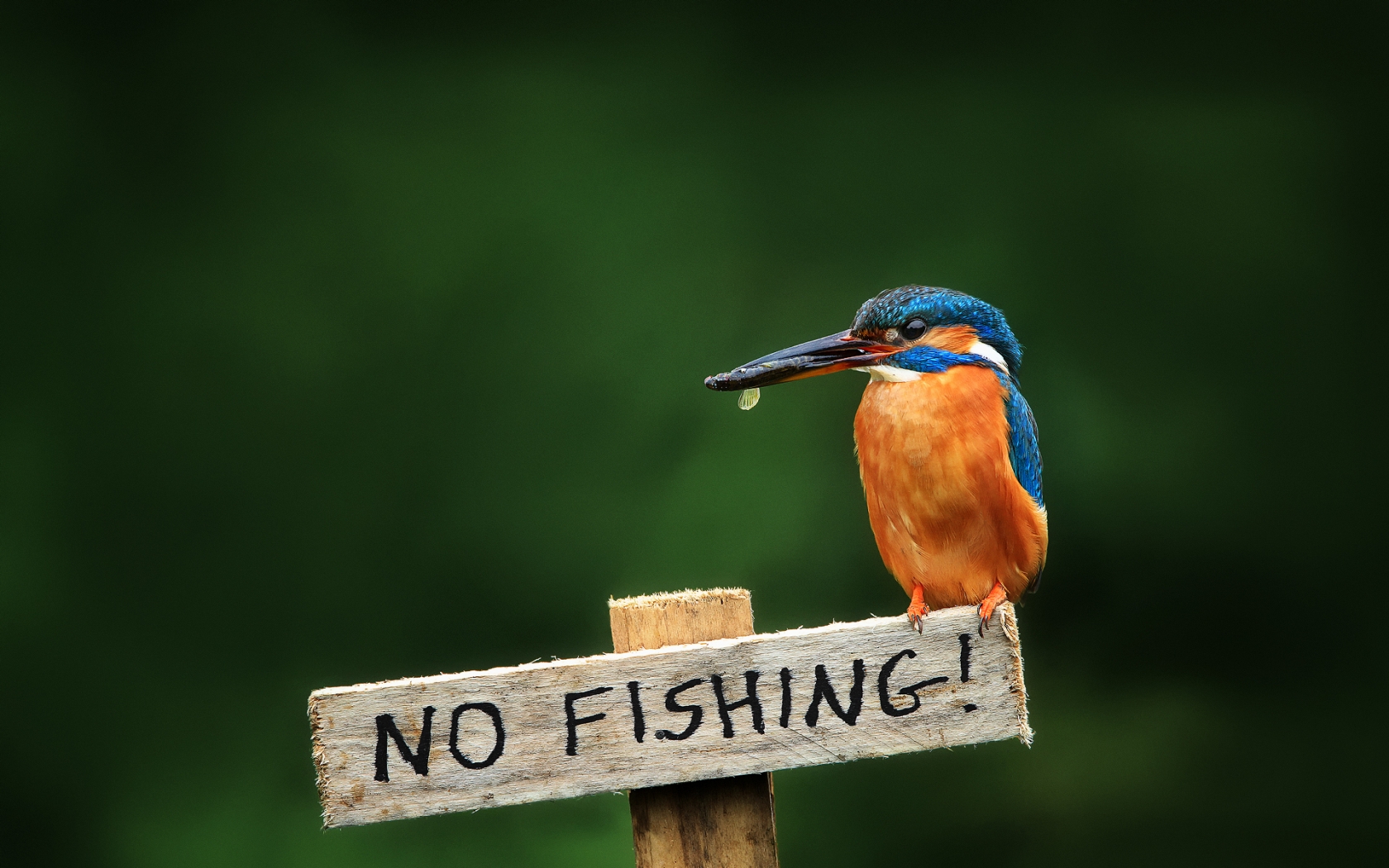 No Fishing for 1680 x 1050 widescreen resolution