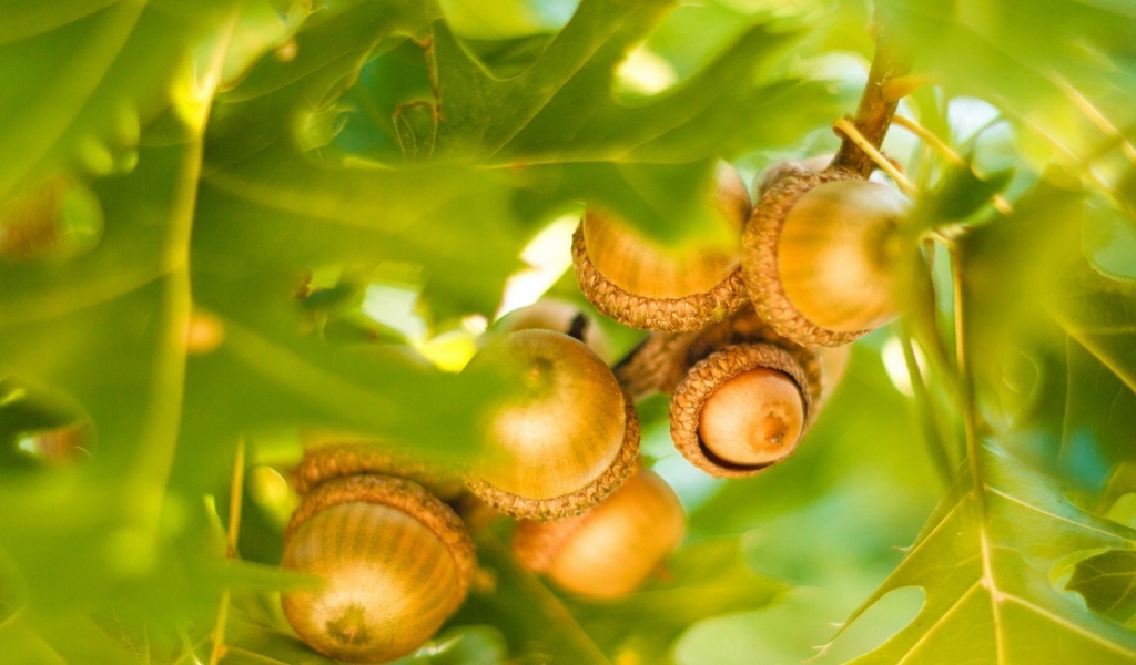 Oak Leaves and Acorns for 1024 x 600 widescreen resolution