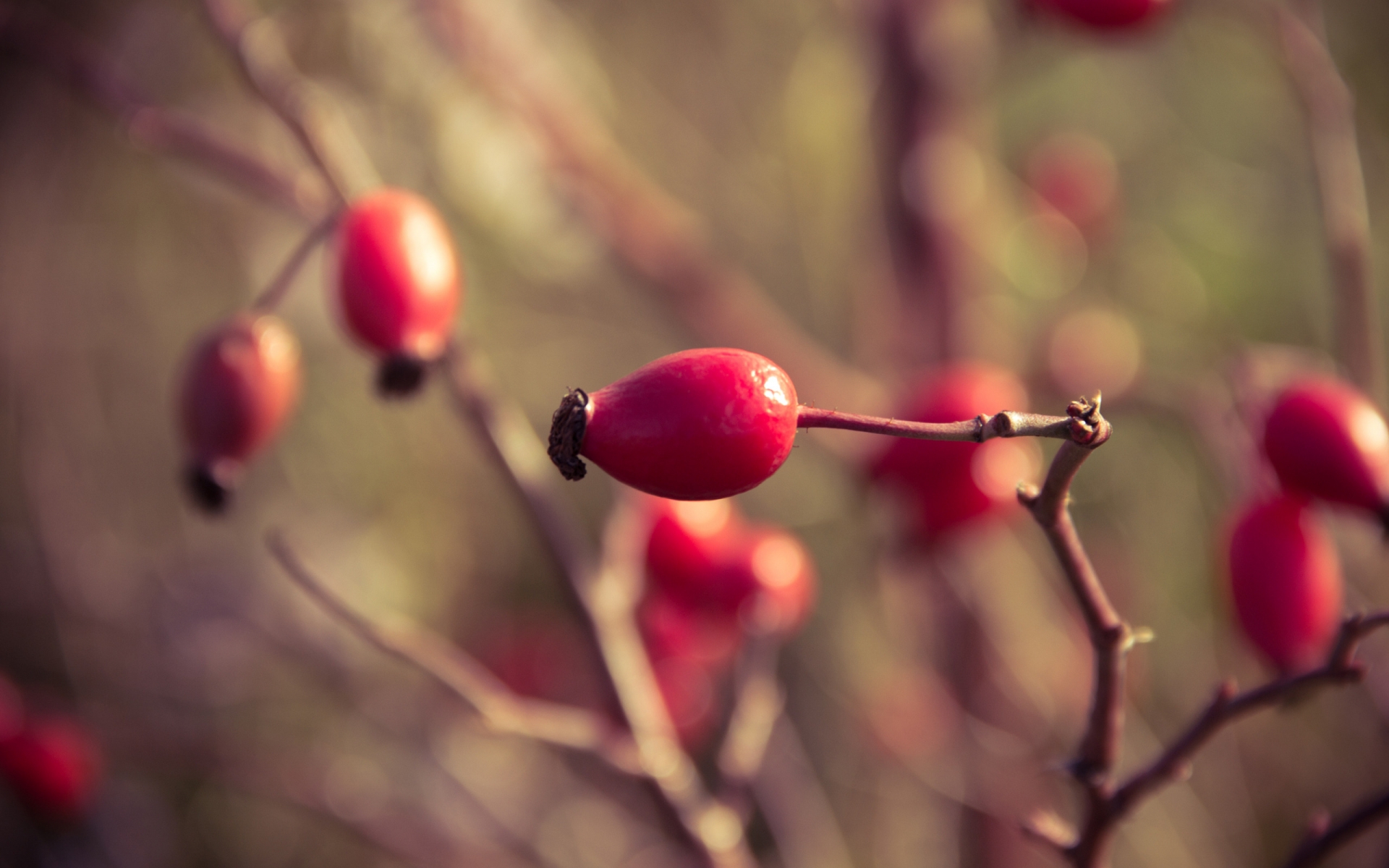 красные ягоды макро листья ветка скачать